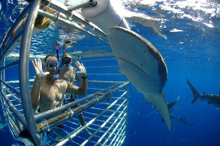 How Close Can You Get to Sharks While Swimming in Hawaii?